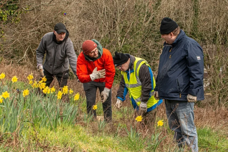 Four men wearing work gloves and outdoor jackets volunteering in a garden during spring, working among blooming yellow daffodils with bare hedgerow in the background.