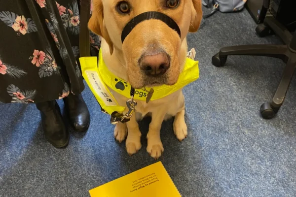 A golden Labrador guide dog wearing a bright yellow Guide Dogs harness and a black head collar sits on blue carpet, looking directly at the camera. In front of the dog is an upside-down yellow spiral-bound book titled "Fingerprint: A braille reading and writing course" published by the Royal National College for the Blind. A person in a floral dress and black boots stands beside the dog.